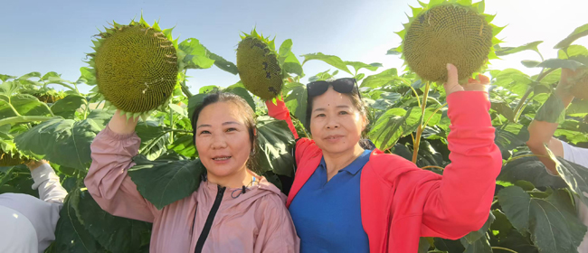 10蘇人牧場有機葵花基地.jpg